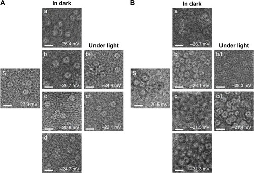 Figure 4 TEM revealing the average changes in the shape for ApoDox prepared in water (A) and PBS (B).Notes: Subparts present state at start of experiment (S) and average changes in ζ-potential during storage at −20°C (a), 4°C (storage in dark [b] and storage under direct ambient light [b/l]), 20°C (storage in dark [c] and storage under direct ambient light [c/l]), and 37°C (d). Values expressed as means of 12 measurements over the course of 12 weeks (n=12). The length of scale bars is 20 nm.Abbreviations: TEM, transmission electron microscopy; ApoDox, apoferritin–doxorubicin.