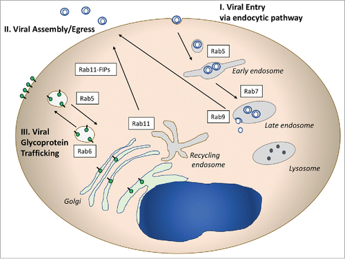 Figure 1. Illustrative Rab-related pathways used by viruses. I. Rab proteins involved in entry pathways are pictured on the right side of the diagram. Numerous viruses utilize the endocytic pathway to enter cells, and may deliver their capsids to the cytoplasm through Rab5+ or Rab7+ endosomes. II. Rab proteins play critical roles in the assembly and egress of enveloped viruses from cells. Rab11 and Rab 11 FIPs (adaptor proteins) have been implicated in RSV, CMV, and HIV assembly. Rab9 plays a role in late events for several viruses by an as yet unclear mechanism. III. Viral glycoprotein trafficking follows Rab-directed vesicular trafficking pathways, and may involve both outward movement to the plasma membrane and/or endocytosis to intracellular sites of assembly.