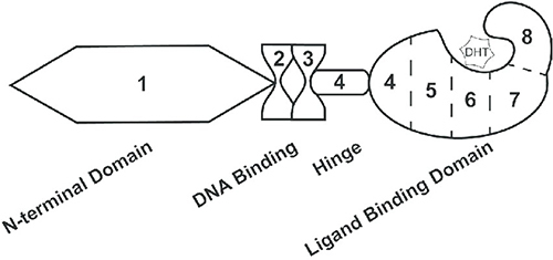 Figure 8 Androgen receptor protein structure and the corresponding exons code for each part.