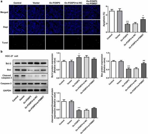 Figure 6. PSMD7 silencing reversed FOXP3 overexpression-inhibited gastric cancer cell apoptosis. (a) Apoptotic cells and cell apoptosis rate in HGC-27 transfected with none, Vector, Ov-FOXP3, Ov-FOXP3+ si-NC, Ov-FOXP3+ si-PSMD7, detected by TUNEL. ***P < 0.001 vs Vector; #P < 0.05 vs Ov-FOXP3+ si-NC (b) The expression of Bcl-2, Bax and cleaved caspase 3 in cells transfected with none, Vector, Ov-FOXP3, Ov-FOXP3+ si-NC, Ov-FOXP3+ si-PSMD7, detected by Western blot. *P < 0.05, ***P < 0.001 vs Vector; ###P < 0.01 vs Ov-FOXP3+ si-NC.