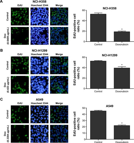 Figure 2 Measurement of cell proliferation in lung cancer cells.