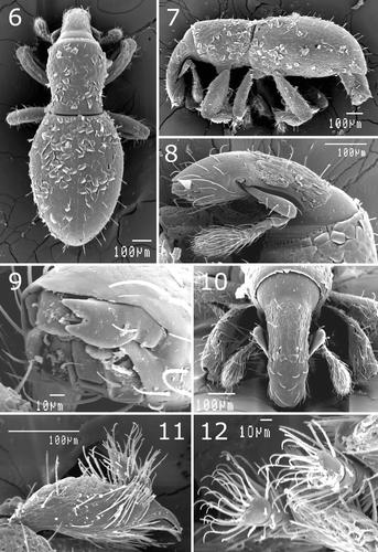 Figures 6–12 Anonyxmolytes lilliput, paratype, Nui Hon Chong. Body (6–7); rostrum, lateral (8) and frontal (10) view; mouth parts (9); hind tibia (11); middle tarsi (12).