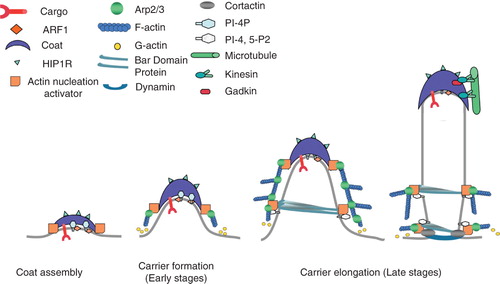 Figure 2. Model of clathrin/AP-1-coated carrier formation on TGN membranes. ARF1, PI-4-P and sorting motifs in cargo tails recruit AP-1 and clathrin to specific membrane subdomains inducing membrane curvature. Actin nucleation complexes associate with CHC at the edges of the clathrin coats. These complexes activate the Arp2/3 complex and trigger actin polymerization, thereby providing the force necessary to initiate carrier tubulation. Tubulated membranes may then recruit BAR domain-containing proteins that interact with N-WASP to sustain further actin polymerization via Arp2/3. Inhibitors of actin polymerization (HIP1R) which bind to clathrin light chains may prevent actin polymerization on the surface of the clathrin coats. Gadkin links AP-1 coat with kinesins and with microtubules. Carrier fission is induced by dynamin linked to the actin cytoskeleton. Thus, actin and microtubules may provide the forces necessary during the late stages of tubule formation, fission and subsequent microtubule based transport.