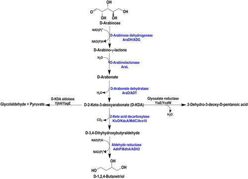 Figure 3. Metabolic pathway for production of 1,2,4-butanetriol from arabinose [Citation13,Citation48].