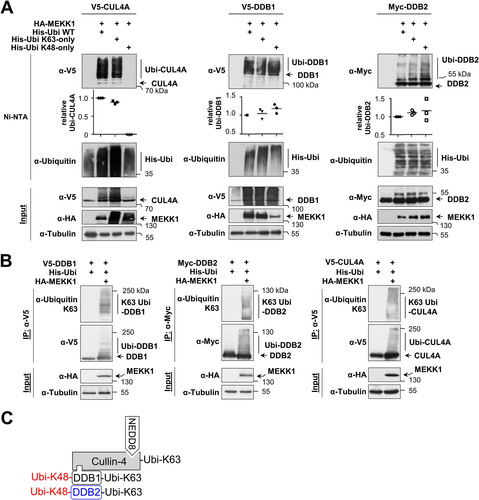 FIG 4 MEKK1-induced ubiquitin chains on CRL4 proteins are K48 and K63 branched. (A) CRL4 proteins and MEKK1 were expressed in HEK293 cells along with His-tagged ubiquitin that was mutated in all lysines except lysine 63 (His-ubi K63-only) or lysine 48 (His-ubi K48-only) in the presence of MG132. Following enrichment of ubiquitinated proteins on Ni-NTA beads, the ubiquitination of CUL4A (left), DDB1 (middle), and DDB2 (right) was revealed by Western blotting. Ubiquitination of the CRL4 proteins was quantified and normalized to the tubulin controls. Ubiquitination by WT ubiquitin was set to 1. Values from three independent experiments are shown, and the medians are indicated. (B) HEK293 cells were transfected to express the individual CRL4 members together with His-Ubi and MEKK1. The next day, MG132 was added overnight, and cell extracts were prepared using a buffer containing isopeptidase inhibitors. Immunoprecipitations were performed, and K63 ubiquitin chains on the CRL4 proteins were detected by Western blotting with specific antibodies. (C) Model depicting the differential MEKK1-induced ubiquitin chains on CRL4 proteins.