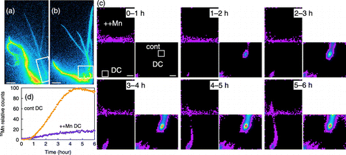 Figure 2  (a,b) 52Mn translocation from the roots of (a) Mn-excess and (b) control barley. Images were obtained by autoradiography. Rectangles show the area measured by the positron-emitting tracer imaging system (PETIS). Scale bars are 4 cm. These images cannot be compared to each other. (c) Time-course of radioactivity in Mn-excess (left) and control (right) barley as measured by PETIS. The images were taken at 1-h intervals. DC, discrimination center. Scale bars are 1 cm. (d) Time-course of radioactivity in the DC of Mn-excess (purple dots) and control (orange dots) barley. The maximum measured radioactivity was defined as 100, and all measurements were converted relative to the maximum.
