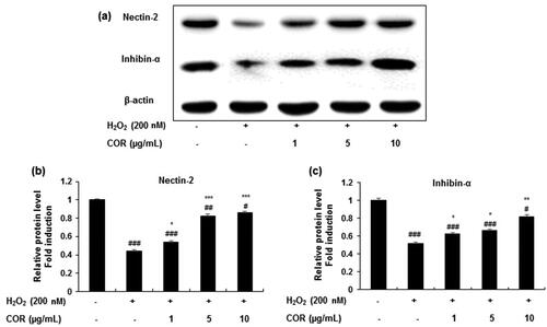 Figure 5. The effect of cordycepin (COR) on the protein expression of spermatogenesis-related molecules and in hydrogen peroxide (H2O2)-induced TM3 cells. (a): Protein expression of nectin-2, and inhibin-α analysed by western blotting. (b, c): Relative expression levels (fold) of nectin-2, and inhibin-α in three independent experiments, respectively. β-actin was used as an internal control. The data are expressed as the mean ± SD (n = 6). #p < 0.05, ##p < 0.01 and ###p < 0.001 compared with control. *p < 0.05, **p < 0.01 and ***p < 0.001, compared to cells exposed to H2O2.