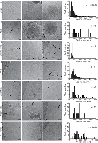 Figure 3. Gallery of exosome categories. (A–G) Three example vesicles for each category are shown, followed by the size distribution of the category. Sample size (n) is indicated and, in brackets, how many vesicles in that category exceeded 500 nm in size.