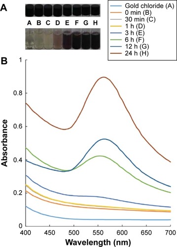 Figure 1 (A,B) UV–vis spectra of gold nanoparticles synthesized using the aqueous extract of watermelon rind.Note: (A) Change in color of the solution with respect to incubation time.Abbreviations: UV–vis, ultraviolet-visible; min, minutes; h, hours.