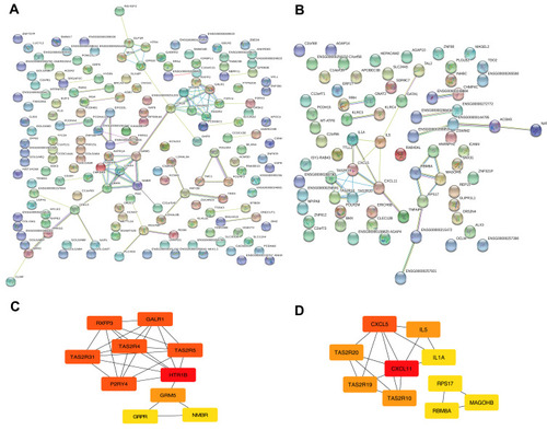 Figure 3 Module visualisation and Identification of hub genes. Visualisation of the gene co-expression network of the blue (A) and yellow modules (B) were generated using Cytoscape. Top 10 hub genes in blue (C) and yellow (D) modules were calculated by cytoHubba ranked by degree. The darkness of red in nodes represents the depth of degree.