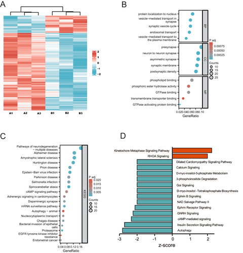 Figure 2 Bioinformatics analysis for differentially expressed proteins from ipsilateral L4-L6 spinal cord tissues between S group, SD group and SNT group. (A) Heat map of differentially expressed proteins. (B) GO enrichment analysis of differentially expressed proteins. (C) KEGG pathway enrichment analysis of differentially expressed proteins. (D) The top fifteenth significant findings from the ingenuity pathway analysis (IPA) are shown. Z-scores >2 or <-2 and P < 0.05 were considered statistically significant. Results ranked according to statistical significance.
