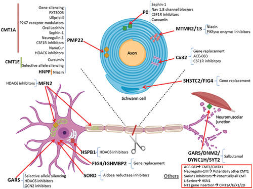 Figure 1. Schematic representation of a motor neuron with its myelinated axon, neuromuscular junction and innervated muscle fiber. A transversal section of an internode with the myelinating Schwann cell is also shown. A list of potential treatments already tested, under evaluation, or under development is provided for each CMT type or related protein. [with permission from ‘Pisciotta C, Pareyson D. Gene therapy and other novel treatment approaches for Charcot-Marie-tooth disease. Neuromuscul Disord. 2023;33(8):627–635. doi:https://10.1016/j.Nmd.2023.07.001E28099’].