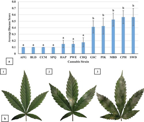 Fig. 11 (a) Response of 12 different strains (genotypes) of cannabis plants to powdery mildew infection. Mean disease score values were calculated for infected plants of each strain to evaluate their susceptibility to powdery mildew two weeks after pathogen introduction. Error bars are 95% confidence intervals. Letters above the error bars represent significant differences in the AUDPC values of the treatments, as determined through ANOVA and Tukey’s post hoc test (P < 0.05). The strain abbreviations are: AFG = ‘Afghani’; BLD = ‘Blue Deity’; CCM = ‘Critical Cali Mist’; SPQ = ‘Space Queen’; HAP = ‘Hash Plant’; PWE = ‘Pennywise’; CHQ = ‘Cheese Quake’; GSC = ‘Girl Scout Cookies’; PIK = ‘Pink Kush’; MBD = ‘Moby Dick’; CPH = ‘Copenhagen Kush’; and SWD = ‘Sweet Durga Mata’. (11B) Comparison of powdery mildew development on leaves of three strains of cannabis. Representative leaves were sampled to illustrate a range of susceptibility to disease. (1) ‘Space Queen’. (2) ‘Pennywise’. (3) ‘Sweet Durga Mata’