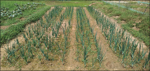 Figure 1. Onion crop plantation at IIT Kharagpur.