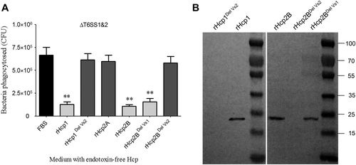 Fig. 6 Hcps bound to macrophages and inhibited phagocytosis.a The endotoxin-free rHcp1 and rHcp2B could significantly inhibit phagocytosis of RAW 264.7 cells. The functions of T6SS1 and T6SS2 were deficient in ΔclpV1ΔclpV2, which could avoid the effects of other T6SS effectors. Error bars represent the standard deviations from three independent experiments, **p < 0.01. b The Vs2 region played a key role in rHcp1 and rHcp2B binding to macrophages. Endotoxin-free rHcps (25 μg) was co-incubated with RAW 264.7 cells for 4 h and washed five times with MEM