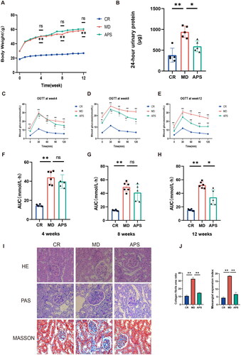 Figure 1. Astragalus polysaccharide (APS) improves renal lesions in db/db mice. (A) The body weights of all mice measured weekly (n = 5 or 6). (B) Analysis of 24-h urine for the detection of albumin (n = 5). (C–H) AUC results for the OGTTs at weeks 4, 8, and 12 (n = 5 or 6). (I) Pathological changes in the kidneys of mice in different groups evaluated by hematoxylin–eosin (H&E), periodic acid-Schiff (PAS) and Masson’s trichrome staining. (J) Quantifications of PAS and Masson’s trichrome staining. Data are presented as the mean ± SD. *p < .05; **p < .001.