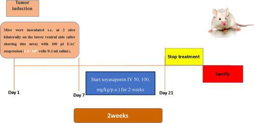 Figure 1. Flowchart illustrating the experimental strategy.