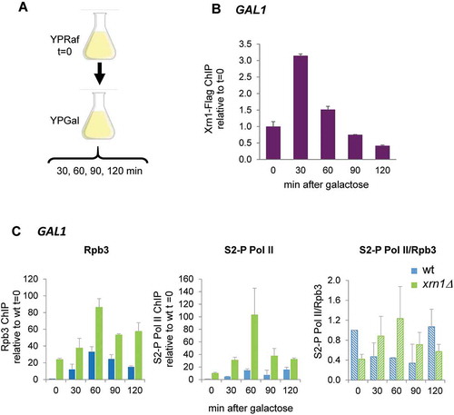 Figure 7. Xrn1 binds to GAL1 upon activation and prevents the accumulation of RNAPII. (A) Scheme of the assay. Exponentially growing cells in raffinose (YPRaf) medium were washed and transferred to galactose medium (YPGal), and samples were collected at the indicated times. (B) Chromatin immunoprecipitation (ChIP) analysis of Xrn1-Flag was made using anti-Flag antibodies and binding to GAL1 ORF was determined. (C) ChIP analysis of RNAPII binding at GAL1 ORF in wild type (wt) and xrn1Δ cells. RNAPII was pulled down with anti-Rpb3p (left panel) and anti-Rpb1-CTDSer2-P (middle panel) antibodies in two aliquots of the same whole cell extract sample. Ratio between Rpb1-CTDSer2-P (S2-P Pol II) and Rpb3 ChIP is shown (right panel). ChIP data were calculated and normalized as described in Figure 5. Mean and standard deviation from three independent experiments are shown