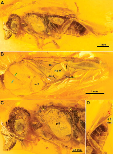 Figure 7. †Monodiprion gladius gen. et sp. nov., male holotype (GPIH 4001). A, habitus, lateral; B, habitus, dorsal; C, head and thorax, lateral; D, hind leg. White arrow = vein a; black arrow = abcissa of Rs; cyan arrow = median mesoscutal sulcus; green arrow = notauli; yellow arrows = spiracles; red arrow = inner hind tibial spur. Abbreviations: n1, pronotum; pl2, mesopleuron; sc2, mesoscutellum. Remaining abbreviations (M, Rs-M, etc.) refer to wing veins, see main text.