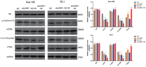 Figure 4 The effect of UHRF1 knockdown on the expression of key proteins in the PI3K/Akt/mTOR signaling pathway in ESCC cells before and after 6 Gy irradiation (*P < 0.05, **P < 0.01 vs NC group).