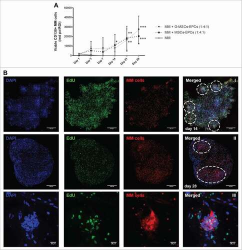 Figure 4. Extended (co-)culture of primary CD138+ myeloma cells in a 3D BM niche model up to 28 days. (A) CD138+ myeloma (MM) cells expanded in a 3D Matrigel environment for 28 days, with or without supporting cells (EPCs with MSCs or osteogenic MSCs (O-MSCs)) n = 4. Statistical analysis compared all groups to the single cultured control group. # = P < 0.05, ## = P < 0.01, ### = P < 0.001. (B) Confocal images of CD138+ myeloma cells of one representative donor co-cultured for either 14 (I) or 28 days (II) with MSCs and EPCs (DAPI (blue), EdU (green)). Aggregates of CD138+ myeloma cells are indicated with white dashed circles. The scale bar represents 500 µm. A zoomed in picture of a CD138+ myeloma cell aggregate at day 28 (III) shows proliferation during culture (EdU, green). The scale bar represents 25 µm.