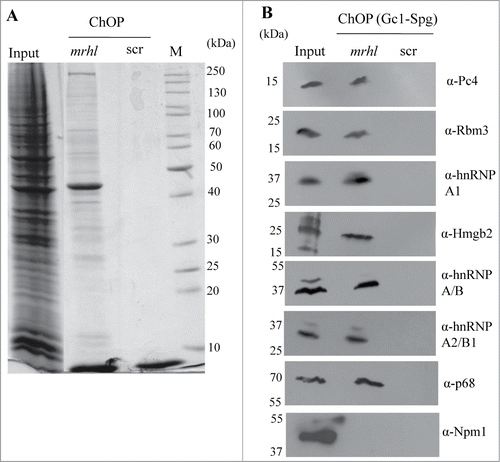 Figure 9. Validation of proteins identified by Mass Spectrometry in the ChOP chromatin by Western blot analysis. (A) Coomassie staining showing the differential proteins associated with mrhl RNA from the chromatin fraction. (B) Validation of association of 7 proteins (Pc4, Rbm3, hnRNP A1, Hmgb2, hnRNP A/B, hnRNP A2/B1 and p68) with mrhl RNA after pull down of mrhl RNA from the chromatin fraction by Western blot analysis. Histone Chaperone Npm1 was used as a negative control.