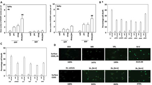 Figure 9. Valproate enhances the ability of niraparib to cause autophagy and CD95 activation. a. Spiky ovarian cancer cells were transfected with a plasmid to express LC3-GFP-RFP. Twenty-four h after transfection cells were treated with vehicle control, niraparib (2 μM), valproate (250 μM) or the drugs in combination for 4h and 8h. At each time point the mean number of intense GFP+ and RFP+ punctae were determined in at least 40 cells in independent triplicate (n = 3 +/- SD). b. and c. Spiky cancer cells were transfected with a scrambled siRNA control (siSCR) or with validated siRNA molecules to knock down the expression of the indicated proteins. In parallel cells were also transfected with an empty vector plasmid (CMV) or with plasmids to express c-FLIP-s, BCL-XL or dominant negative caspase 9. Twenty-four h after transfection cells were treated with vehicle control or with [niraparib (2 μM) + valproate (250 μM)] in combination for 24h. Cells were isolated and viability determined by trypan blue exclusion (n = 3 +/- SD). d. Spiky cancer cells were treated with vehicle control, niraparib (2 μM), valproate (250 μM) or the drugs in combination, as indicated for up to 6h. At each indicated time point, cells were fixed in place and not permeabilized. Immunostaining was performed to detect the cell surface levels of the death receptor CD95 (n = 3 +/- SD).