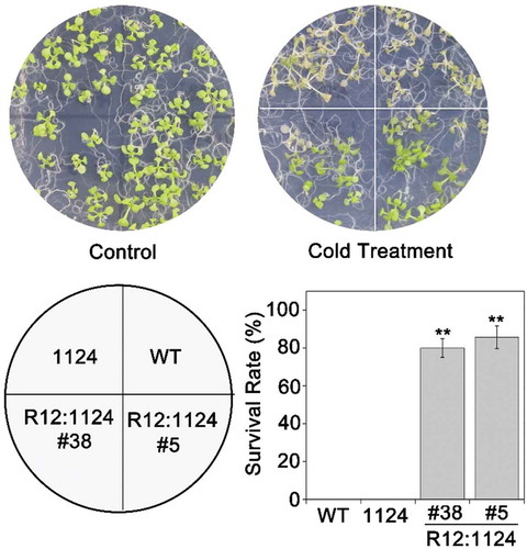 Figure 5. RCAR12 could recover the sensitivity of the 1124 mutant to cold stress.7-d-old plants including WT, 1124 and RCAR12:1124 (R12:1124) under freezing stress for 70 min and then were recovered in the plant chamber and the survival rates were determined. Independent biological experiments were performed.** Significant at P < .01.