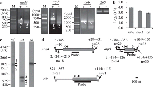 Figure 1. Mapping of representative mature RNAs with primary 5′ ends. (A) Gel separation of cRT-PCR products. + and -: samples treated and non-treated by RNA 5′-polyphosphatase, respectively. The two samples were normalized by amplification of 26S rRNA (26S) using outward-facing primers. The bands as indicated were sequenced by cloning into vectors. M: DNA molecular marker. (B) RT-qPCR analysis of the relative abundance of circularized primary transcripts after the treatment by 5′-polyphosphatase. n4: nad4-1, a8: atp8-1, cb: cob. +/-: nad4-1, atp8-1, or cob over 26S in the treated sample/nad4-1, atp8-1, or cob over 26S in the non-treated sample, respectively. The values are mean and SD of three biological replicates. (C) RNA gel blot assay of nad4, atp8, and cob transcripts. 2 µg mitochondrial RNAs were loaded in each lane. Bands corresponding to full-length mRNAs revealed by cRT-PCR are marked. n4, a8 and cb: RNA probes derived from coding regions of nad4, atp8, and cob genes, respectively. (D) Transcript termini deduced from cRT-PCR clones. Gene coding regions are shown as gray boxes, and 5′ and 3′ UTRs as bold lines. Positions of 5′ and 3′ ends relative to translation start codon AUG (+1) and stop codon UGA, UAA, or UAG (−1), and numbers of clones obtained at those positions are indicated. Positions of primers used for reverse transcription and PCR amplification are indicated by closed and open arrows, respectively. Positions of outward-facing primers used for RT-qPCR are indicated by open squares. Positions of RNA probes are as indicated. Scale bar = 100 nts.