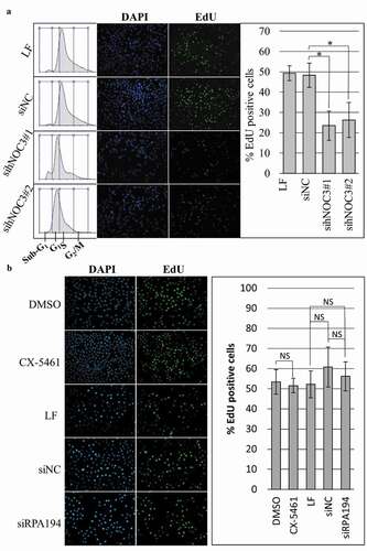 Figure 5. DNA replication is defective after hNOC3 knockdown but not after ribosome biogenesis inhibition. HeLa cells were transfected or treated as indicated and synchronized in G1-phase by mimosine. Cells were released into early S-phase for EdU-incorporation assay. (a) Percentage of EdU-positive cells was reduced after hNOC3 knockdown by either of the two hNOC siRNAs. Flow cytometry result shows that control cells entered S-phase after release while knockdown cells were defective in S-phase entry. LF, Lipofectamine RNAiMax; siNC, negative control siRNA. (b) DNA replication was not affected after specific inhibition of the ribosome biogenesis pathway by siRNA targeting the RNA Pol I subunit RPA194, or by the RNA Pol I inhibitor CX-5461. At least 200 cells/sample were analyzed. (*: p < 0.05).