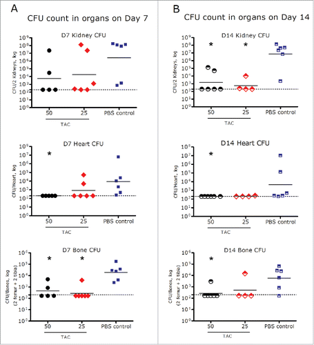 Figure 7. Bacterial load in heart, kidneys, and bones on day 7 (A) and day 14 (B) after a single IV administration of TAC or PBS control in mice infected with S. aureus. *p < 0.05 compared to PBS control (Mann-Whitney test). Dots represent the CFU of the organs from individual infected animals; black dashes represent the group geometric mean. Dash line: Limit of detection (250 CFU/organ for heart and kidney, and 167 CFU/organ for bones).