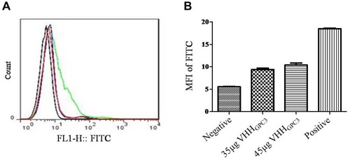 Figure 6 Detection of VHHGPC3 binding with GPC3 expressed on HepG2 by FCM. (A) Not incubated by VHHGPC3 was used as negative group with black line. Commercial anti-human GPC3 mAbs was used as positive with green line. 35 μg and 45μg of VHHGPC3 were red and blue lines, respectively. (B) Statistical analysis showed a FITC intensity significant increase in HepG2 as compared to the negative control.