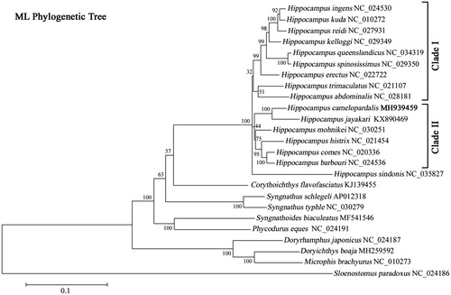 Figure 1 Maximum-likelihood (ML) phylogenetic tree of Hippocampus camelopardalis and the other 24 species in Syngnathidae using Solenostomus paradoxus as outgroup. Number above each node indicates the ML bootstrap support the probability generated from 100 replicates. The GenBank accession number for the complete mitochondrial genome was given following the species name.