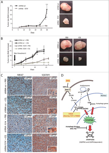 Figure 9. Dual inhibition of TCF and autophagy in vivo reduces tumor growth. (A) Representative pictures of mice xenografts formed by control or TCF4-silenced U87-MG cells. Tumors were allowed to grow for 30 d. Upon mouse sacrifice, tumors were collected and prepared for immunostaining. Left, graph of tumor growth over time of mice xenografts formed by U87-MG cells (control or TCF4-silenced). Right, representative images of tumors from each condition. (B) SCID mice were injected with control or TCF-4 silenced U87-MG cells and once tumors were formed, animals were treated daily intraperitoneally with CQ (25 mg/kg) or PBS for 15 d. Left, graph of tumor growth over time. Results are mean ± s.e.m. Right, representative images of tumors. (C) Immunostaining against MKI67 and SQSTM1 from control or TCF4-silenced U87-MG xenografted tumors treated with CQ or vehicle. Bar: 100 µm. *p<0.05, ***p<0.001. (D) Model for the induction of autophagy upon WNT signaling inhibition and GBM cell death by combined targeting of TCF-CTNNB1 and autophagy. Interfering with TCF-CTNNB1 function de-represses SQSTM1, which increases autophagic flux and decreases proliferation. DKK1 also increases autophagy flux, suggesting that autophagy can be regulated from the WNT receptor level. Elevated autophagic flux associates with decreased MTOR activity and nuclear translocation of dephosphorylated TFEB that can transcribe more SQSTM1. WNT-dependent GSK3B inhibition leads to MTOR activation [Citation21]; however, the mechanism by which TCF-CTNNB1 inhibition reduces MTOR activity is unknown (dashed arrow). Increased autophagy resulting from TCF inhibition elicits GBM cell death by autophagy blockers, through a mechanism that requires SQSTM1 and CASP8 cleavage, probably in phagophores. WNT R, WNT receptor.