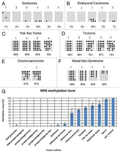 Figure 5 Graphical illustration of the NRR DNA-methylation pattern in indicated GCT samples (A–F). Filled circles indicate methylated CpGs, empty circles indicate demethylated CpGs. (G) Diagram of relative NRR methylation levels of germ cells and GCTs.