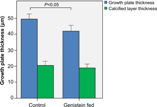 Figure 3 Growth plate thickness in control and genistein fed mice.