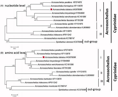 Figure 1. The phylogenetic analyses investigated using N–J analysis indicated evolutionary relationships among 11 Acrossocheilus based on the nucleotide (A) and amino acid (B). Cyprinus carpio (GenBank:KU159761) was used as the outgroup.