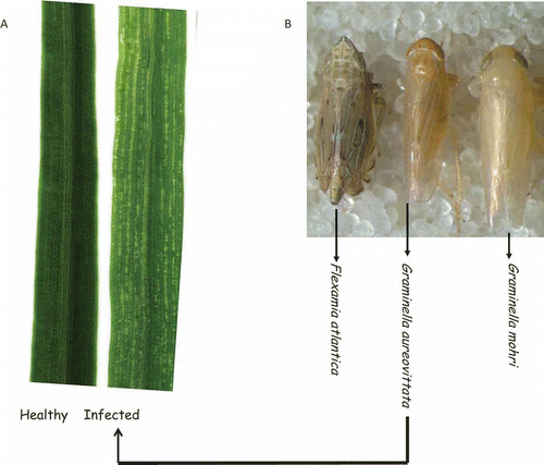 Fig. 3. Transmission of Switchgrass mosaic virus by Graminella aureovittata. A. Healthy: Asymptomatic leaf from plant not exposed to leafhoppers). Infected: Mosaic (yellow streak) leaf symptom after SwMV transmission by G. aureovittata. Both plants were switchgrass var. Cave-in-Rock. B. The other two leafhopper species did not transmit the virus to switchgrass, as their infested plants were both asymptomatic and SwMV-negative.