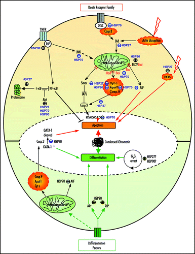 Figure 1 Modulation of apoptosis and differentiation by HSP90, HSP70 and HSP27. In apoptosis (upper part), HSP90 can inhibit caspase (casp.) activation by its interaction with Apaf1. HSP90 stabilizes proteins from the survival signaling including RIP, Akt and Bcl-2. HSP70 can block apoptosis by inhibiting JNK, Bax mitochondrial translocation, by interacting with AIF and/or Apaf-1 or by protecting essential nuclear proteins from caspase-3 cleavage. HSP27 can block caspase activation through its action on F-actin, Bid, ROS or cytochrome c. HSP27 also favors the proteasomal degradation of proteins like I-kBa. During differentiation (lower part), HSP90 stabilizes proteins involved in signaling induced by differentiating factors like Akt, RIP as well as Rb. HSP70 prevents the cleavage of GATA-1 by caspase-3 allowing erythoblast to differentiate instead of dying by apoptosis. HSP70 neutralization of AIF contributes also to the survival of the differentiating cells. HSP27 might be involved in the cell cycle arrest (→, stimulation; ⊥, inhibition; *, in erythroblasts).