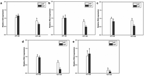 Figure 6. Transcript levels of DELLA genes in wild-type WT and hy5-215 mutant quantified by qRT-PCR