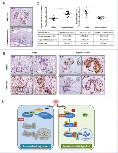 Figure 8. K669 acetylation of HSD17B4 is downregulated in human breast cancer samples. (A) Characterization of the anti-acetyl-HSD17B4 (K669) antibody for immunochemistry (IHC). Two images of a breast cancer were stained with the anti-acetyl-HSD17B4 (K669) antibody in the presence (lower panel) or absence (upper panel) of acetyl-K669 antigen peptide. Scale bars: 100 μm. (B and C) Immunohistochemical staining of K669-acetylated and total HSD17B4 proteins in tumor and adjacent tissues. Examples are shown in (B) and the statistical analysis of all samples is shown in (C). Scale bars: 100 μm. The intensities of the K669-acetylated (left panel) and total (right panel) HSD17B4 proteins were quantified, followed by statistical analysis. A total of 10 breast cancer tissues and 10 adjacent normal breast tissues were analyzed. The mean value of multiple samples and standard deviation are presented. (D) Working model. SIRT3 deacetylates HSD17B4 at K669 and stabilizes its protein level, while CREBBP acetylates HSD17B4 and promotes its lysosomal degradation via CMA. E1 increases the HSD17B4 acetylation level at K669 by enhancing HSD17B4 association with CREBBP, which leads to the degradation of HSD17B4, and therefore decreases the migration of breast cancer cells.