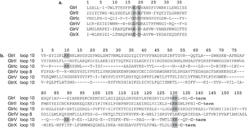 Figure 3.  Alignment of Gtr[type] periplasmic sequences. The topologies of GtrII and GtrV were experimentally elucidated in previous studies [Citation14,Citation15]. Identification of loop 2 and large C-terminal loop sequences in GtrI, GtrIV and GtrX was based on preliminary analyses by Lehane et al. [Citation15] by using predictive software and sequence homologies between GtrI and GtrX with GtrII and GtrV, respectively. (a) The large N-terminal loop 2 of all known Gtr[type] members shows a conserved D/ExD/E motif. (b) Conserved KK (dilysine) motifs are seen in the large C-terminal loops of all Gtr[type] proteins except for GtrIV. Two KK motif copies are detected in the same loop of GtrI, GtrIc and GtrV. This Figure is reproduced in colour in the online version of Molecular Membrane Biology.