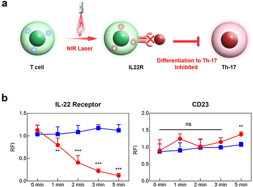 Figure 5 Thermal inactivation of IL-22R in mouse T cells. (a) Schematic representation of amelioration of RA via thermal inactivation. (b) Analysis of mRNA expression of IL-22R and CD23 via real-time PCR. Mouse T cells were isolated from the spleens of healthy DBA/1 mice and then treated with PLGA-MET-ICG, followed by NIR laser (808 nm) treatment. The expression of IL-22R and the duration of PTT displayed a strong, negative correlation. CD23, a receptor housekeeping gene, was used to confirm the specific thermal inactivation of IL-22R. The data are presented as mean ± SEM (n = 3). **p < 0.01 and ***p < 0.001.