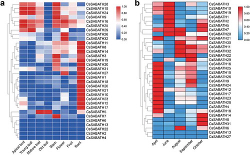 Figure 4. The spatiotemporal expression patterns of SABATH genes in tea plant. (a) The expression patterns of CsSABATHs in eight different tissues of tea plant. (b) The expression patterns of CsSABATHs in different seasons of tea leaves.