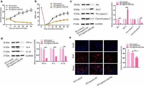 Figure 3. MiR-99a improved allodynia and functional motor recovery and suppressesd apoptosis, inflammation, and oxidative stress in rats post SCI. (a) Cutaneous pain threshold of rats in the SCI-control, SCI-Agomir-NC, and SCI-Agomir-miR-99a groups was evaluated by von Frey filament test. (b) BBB score of the rats. (c) Bax, Bcl-2, cleaved caspase-3 and pro caspase-3 protein levels in the spinal cord tissues were assessed by Western blot. (d) TNF-α, IL-6 and IL-1β protein levels in the spinal cord tissues were estimated by Western blot. (e) ROS levels in the spinal cord tissues were determined by DCFH-DA staining assay. *p < 0.05, **p < 0.01, ***p < 0.001.