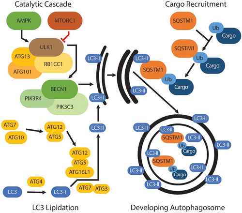 Figure 1. Initiating events in autophagy. The autophagic pathway centers around a convergence of 3 broad initiating events: 1) a catalytic cascade regulated by nutrient sensors, AMPK and MTORC1, leads to the phosphorylation of ULK1 and the subsequent activation of the BECN1 complex, which is essential for membrane nucleation and expansion; 2) the lipidation of LC3, which incorporates as LC3-II into the autophagic membrane; and 3) cargo recruitment by SQSTM1 or another autophagy cargo receptor, which bind primarily ubiquitinated (represented as ‘Ub’) cargo and traffic the cargo to the developing autophagic membrane.