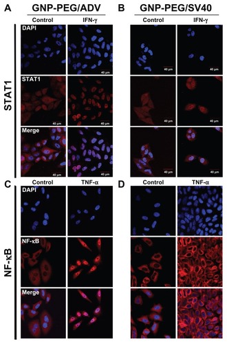 Figure 4 Cellular transportation of shuttle protein STAT1 and transcription regulator NF-κB (red color: Alexa Fluor 594-conjugated rabbit secondary antibody) were both restricted to the cytoplasm due to nucleocytoplasmic transport blockade. (A) IFN-γ and tumor necrosis factor-alpha were used to stimulate the translocation of cytoplasmic STAT1 and NF-κB into the nucleus, respectively, upon GNP-PEG/ADV administration. (B) In contrast, both signaling proteins remained in the cytoplasm and nucleocytoplasmic transport was blocked by GNP-PEG/ SV40, abolishing the related signal cascade. Concentration of peptide-modified gold nanoparticles was 7.5 nM.Abbreviations: ADV, adenovirus; DAPI, 4′,6-diamidino-2-phenylindole; GNP, gold nanoparticle; PEG, poly(ethylene glycol); SV40, simian virus 40 large T antigen; IFN-γ, interferon gamma; STAT1, signal transducer and activator of transcription 1; NF-κB, nuclear factor kappaB; TNF-α, tumor necrosis factor alpha.