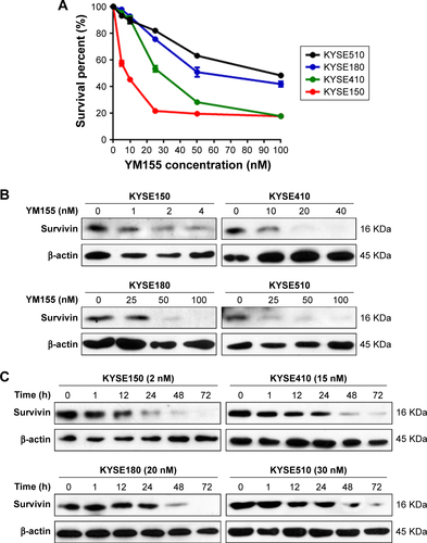 Figure S1 YM155 suppressed protein levels of survivin in a dose-dependent and time-dependent manner in human ESCC cells. (A) Dose–response curve for four ESCC cell lines after YM155 treatment for 48 h. The survival curves of these cells were constructed by CCK-8 assay. (B) ESCC cells were treated with the indicated concentrations of YM155 for 48 h and then total cell lysates were assayed for survivin by Western blotting. (C) ESCC cells were treated with YM155 for the indicated times, and the expression of survivin was analyzed by immunoblotting. β-actin was used as an internal control.