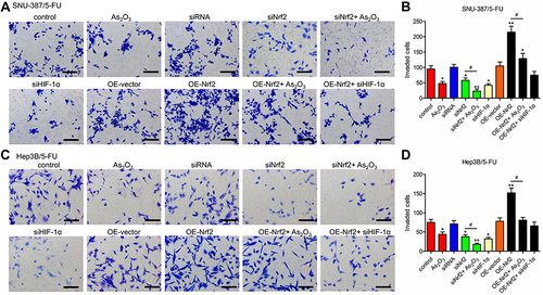 Figure 4 As2O3 in combination with siNrf2 inhibited the invasion of 5-FU-resistant HCC cells. The invasion was determined using the Transwell assay in (A and B) SNU-387/5-FU and (C and D) Hep3B/5-FU cells. Scale bar = 100 μm. All data are expressed as mean ± SEM. *P < 0.05; **P < 0.01; versus the control group. #P < 0.05; versus the indicated groups.