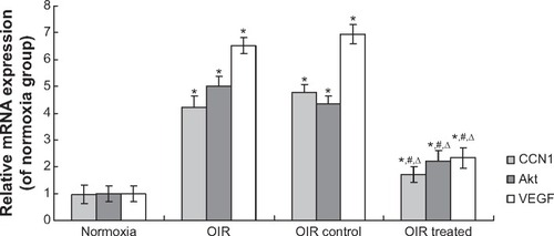 Figure 4 CCN1 siRNA inhibited RNV through inhibition of the mRNA expression in PI3K/Akt–VEGF signaling pathway in the OIR mouse model.